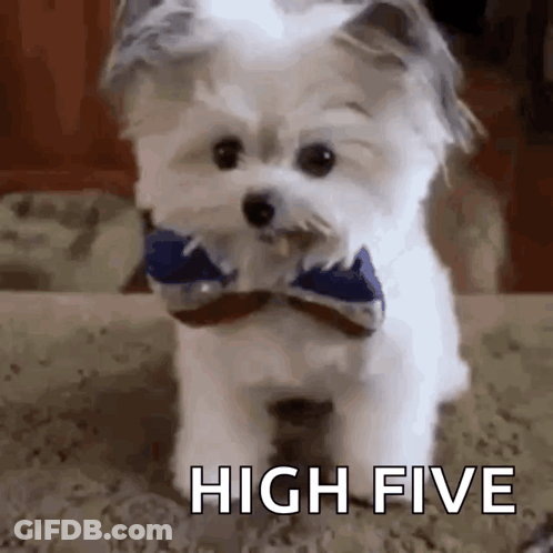 A Small White Dog Wearing A Bow Tie Is Sitting On A Carpet . GIF