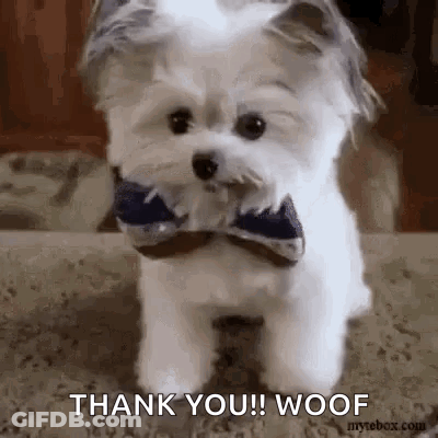 A Small White Dog Wearing A Bow Tie Is Standing On A Carpet And Says `` Thank You ! Woof '' . GIF