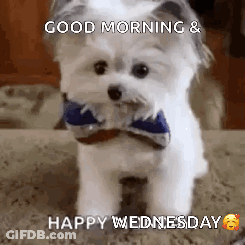 A Small White Dog Wearing A Bow Tie Is Standing On The Floor . GIF