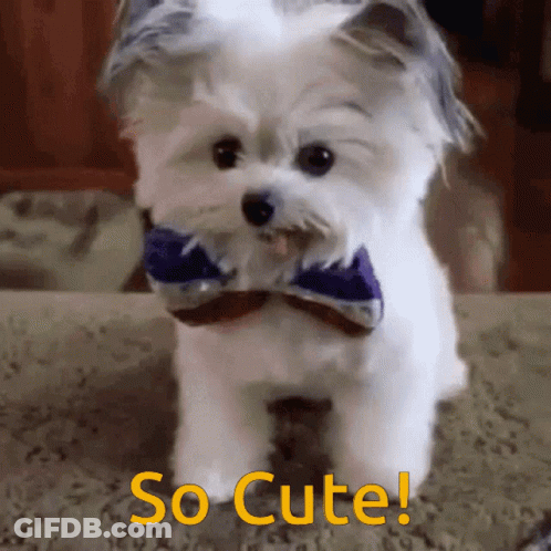 A Small White Dog Wearing A Bow Tie With The Words So Cute Written Below It GIF