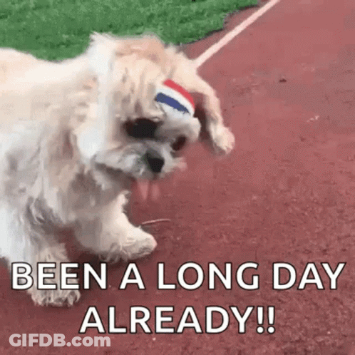 A Small White Dog Wearing A Headband On A Track . GIF