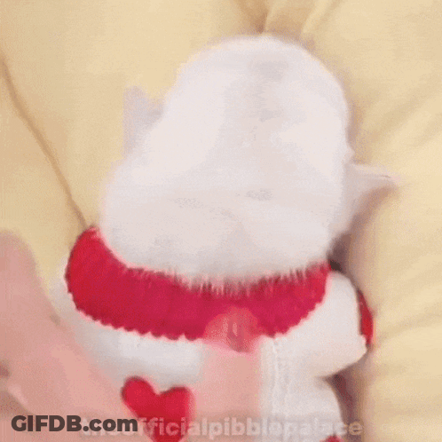 A Small White Dog Wearing A Red And White Sweater Is Waving At The Camera . GIF