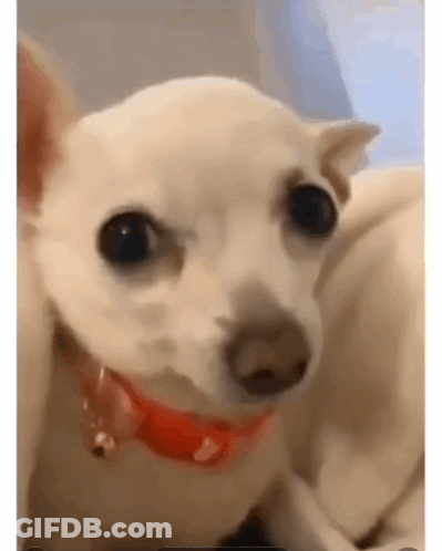 A Small White Dog Wearing A Red Collar Looks At The Camera . GIF