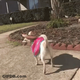 A Small White Dog Wearing A Sombrero And A Pink Shirt Is Walking Down A Sidewalk GIF