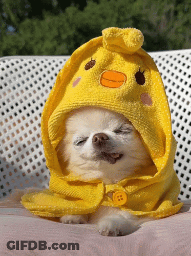 A Small White Dog Wearing A Yellow Towel With A Duck On It GIF
