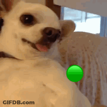 A Small White Dog With A Green Ball On Its Neck GIF