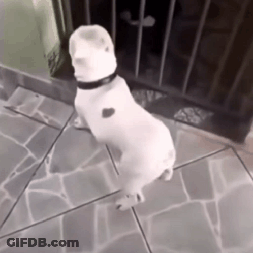A Small White Dog With A Heart On Its Chest Is Standing On Its Hind Legs GIF