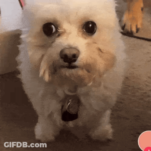 A Small White Dog With A Tag On Its Neck Looks At The Camera GIF