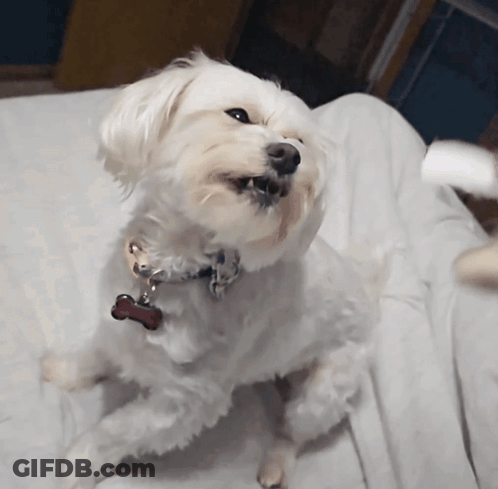 A Small White Dog With A Tag That Says Bone On It GIF