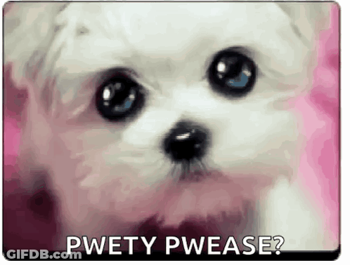 A Small White Dog With Blue Eyes Is Sitting On A Pink Surface With The Words `` Pwetty Pwease '' . GIF