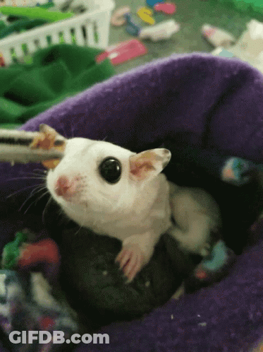 A Small White Hamster Is Sitting In A Purple Blanket GIF