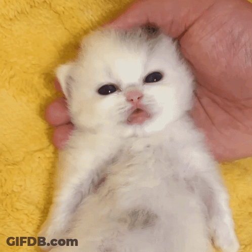 A Small White Kitten Is Being Held By A Person On A Yellow Blanket GIF