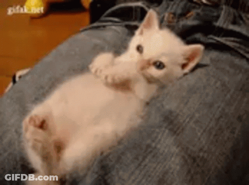 A Small White Kitten Is Laying On A Person 'S Leg . GIF