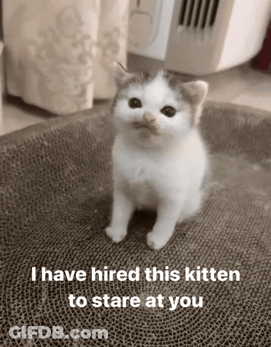 A Small White Kitten Is Sitting On A Cardboard Box With The Words `` I Have Hired This Kitten To Stare At You '' GIF