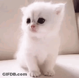 A Small White Kitten Is Sitting On A White Couch . GIF