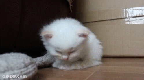 A Small White Kitten Is Standing Next To A Box GIF