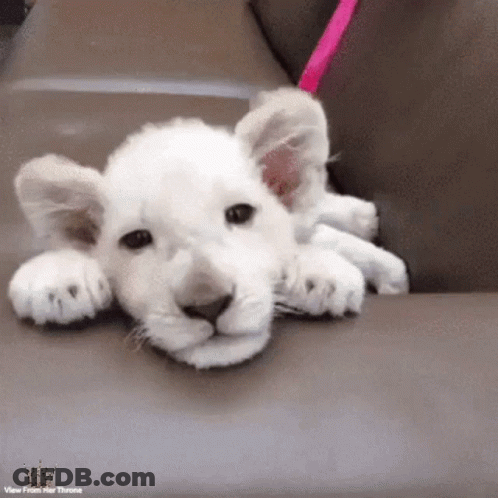 A Small White Lion Cub Is Laying Down On A Couch . GIF