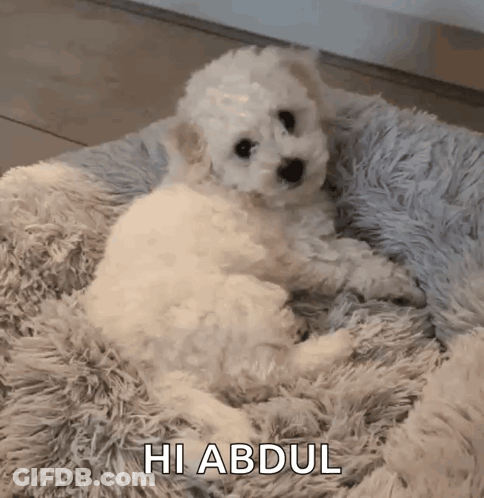A Small White Poodle Puppy Is Laying On A Fluffy Blanket And Saying Hi Abdul . GIF