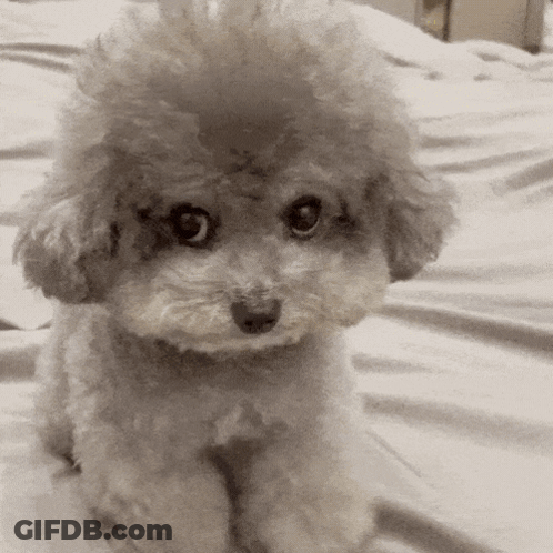 A Small White Poodle Sitting On A Bed Looking At The Camera GIF