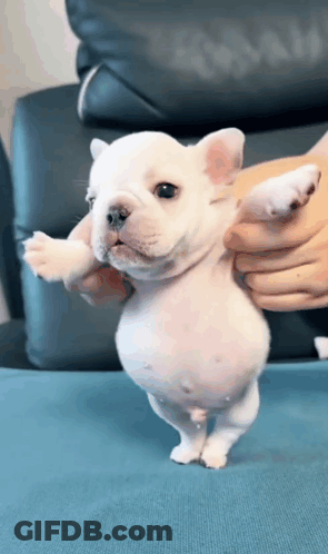 A Small White Puppy Is Being Held By A Person On Its Hind Legs . GIF
