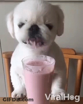 A Small White Puppy Is Drinking A Pink Milkshake From A Glass . GIF
