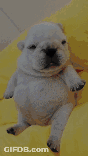 A Small White Puppy Is Laying Down With Its Eyes Closed GIF