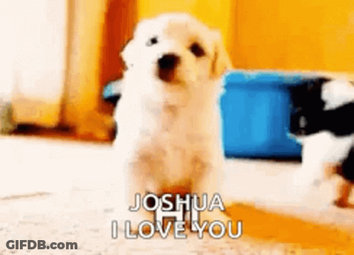 A Small White Puppy Is Standing On The Floor And Saying Joshua I Love You . GIF