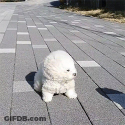 A Small White Puppy Is Walking Down A Brick Sidewalk GIF