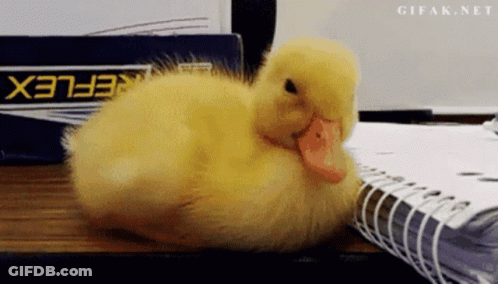 A Small Yellow Duck Is Laying On A Notebook Next To A Box That Says Flex GIF