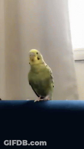 A Small Yellow Parrot Is Standing On A Blue Ledge GIF