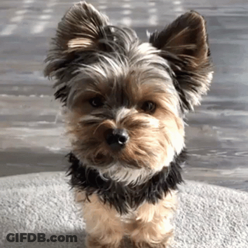 A Small Yorkshire Terrier Is Looking At The Camera GIF
