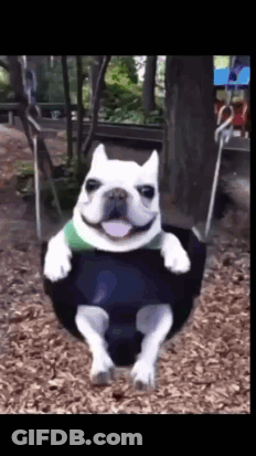 A Smiling Dog Is Sitting On A Tire Swing In A Park GIF