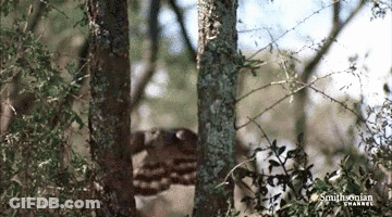 A Smithsonian Channel Video Of A Bird Flying Through A Tree GIF