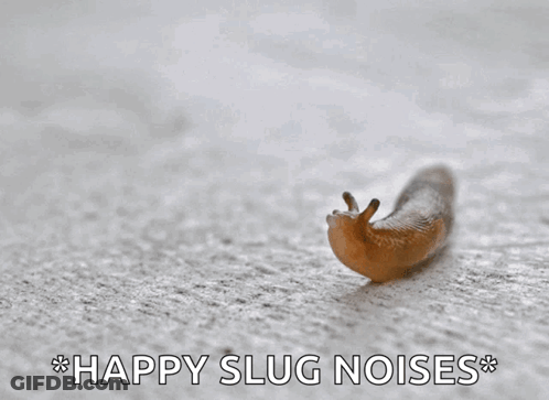 A Snail Is Crawling Across A White Surface With The Words Happy Slug Noises Below It GIF