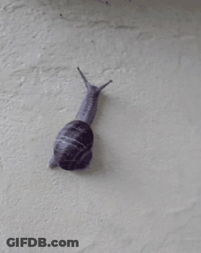 A Snail Is Crawling On A Gray Surface GIF
