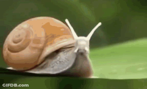 A Snail Is Crawling On A Green Leaf . GIF