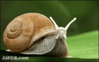 A Snail Is Crawling On A Green Leaf With The Website 4Gifs.com In The Background GIF