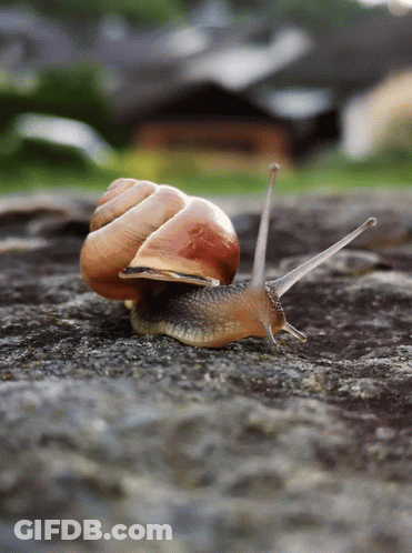 A Snail Is Crawling On A Rock With A Blurry Background GIF