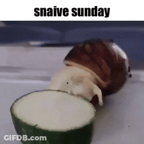 A Snail Is Crawling On A Slice Of Cucumber With The Caption Snaive Sunday GIF
