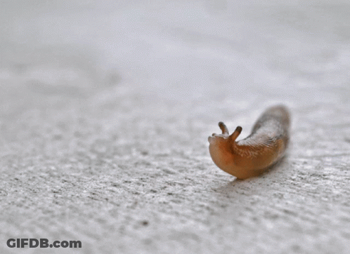 A Snail Is Crawling On A White Surface With Its Tongue Out GIF