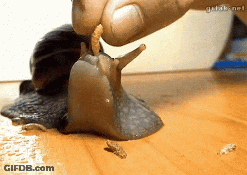 A Snail Is Crawling On A Wooden Table And Being Fed By A Person 'S Finger . GIF