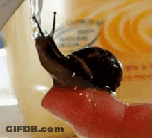 A Snail Is Crawling On The Side Of A Container GIF