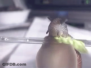 A Snail Is Eating A Leaf Of Lettuce In A Plastic Container . GIF