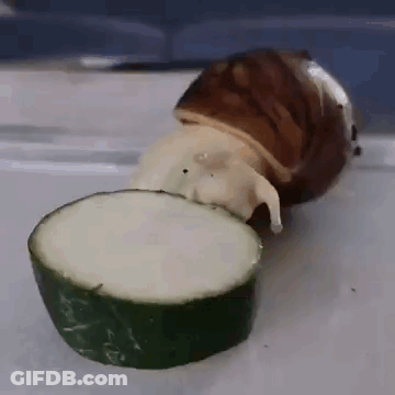 A Snail Is Eating A Slice Of Cucumber On A Table . GIF