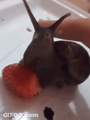 A Snail Is Eating A Strawberry From A Person 'S Finger . GIF