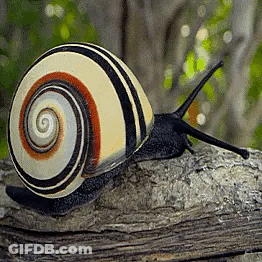 A Snail With A Colorful Shell Is Crawling On A Wooden Fence Post . GIF