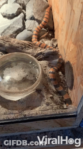 A Snake In A Terrarium Next To A Bowl Of Water And The Words Viralhog On The Bottom GIF