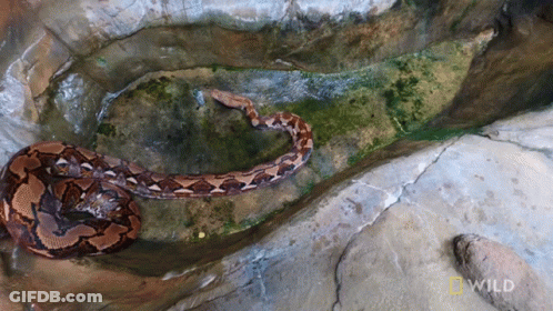 A Snake Is Crawling On A Rock With A National Geographic Logo In The Corner GIF