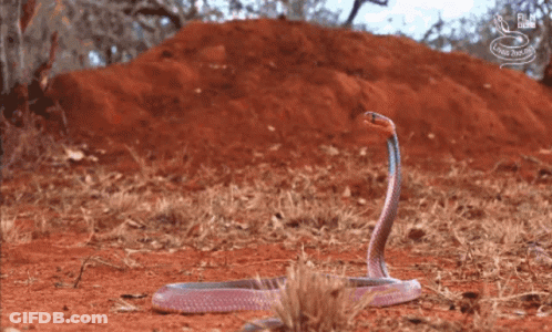A Snake Is Crawling On The Ground In Front Of A Pile Of Dirt And A Sign That Says Film Club GIF