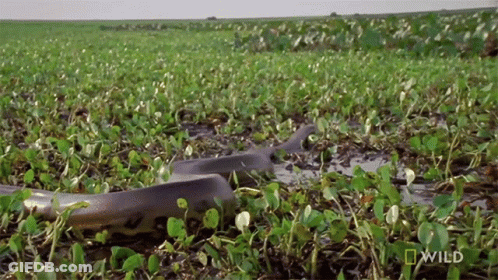 A Snake Is Crawling Through A Grassy Field With A National Geographic Logo In The Background GIF